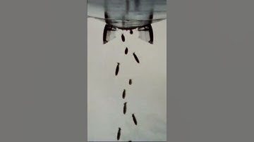 Operation Linebacker II | Watch Now!