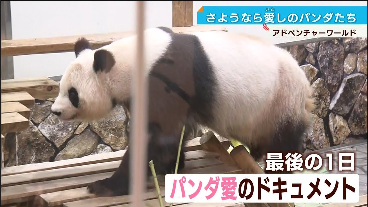 最後にひと目】さようなら白浜パンダ…ファン涙のお別れ 28日中国へ 