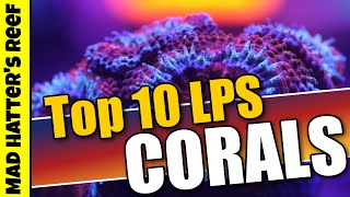 Top 10 LPS Corals