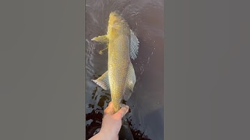 Walleye bite was on 🔥 #walleye #catchandrelease #fishing #subscribe #viral #trend #bigfish #shorts