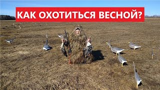 💥 КАК ОХОТИТЬСЯ НА ГУСЯ ВЕСНОЙ?