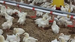 Masa brooding broiler