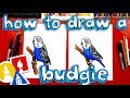 How To Draw A Budgie Parakeet