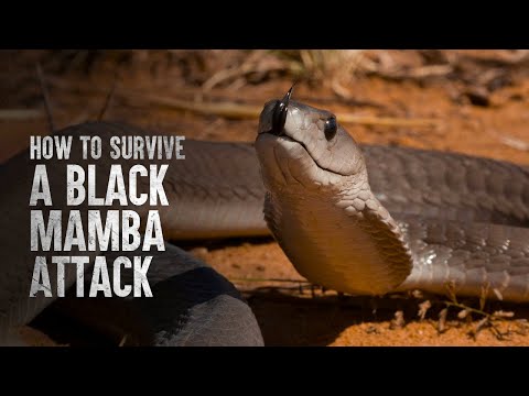 HOW TO SURVIVE A BLACK MAMBA ATTACK