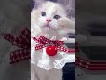 terpesona dengan kucing ( jangan lupa subscriber )