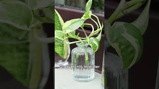 water plants I how to grow plants in water I indoor plants in water #shorts #propagation
