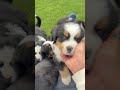 #バーニーズ#犬#dog#子犬#子供#犬のいる生活 暮らし#大型犬の居る暮らし#大型犬#ブリーダー犬 #ペットショップ#ブリーダー犬#千葉県#木更津#君津#バーニーズマウンテンドッグ#バーニーズ子犬