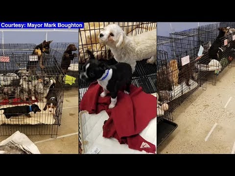 Video: Pet Scoop: Puppy gemt fra New York Fire, blev Christie Brinkley skadet og forsøgte at redde fugle