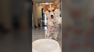 Dog Plays with Automatic Dog Ball Launcher  Funny Dog Videos