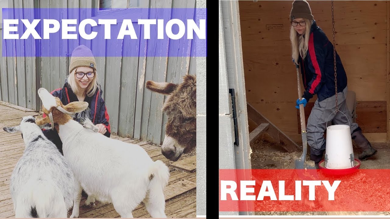 Farm Sanctuaries: The Truth