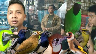 Download Lagu DI PENGHUJUNG TAHUN,ADA BURUNG MURAH YANG BERKUALITAS  MP3