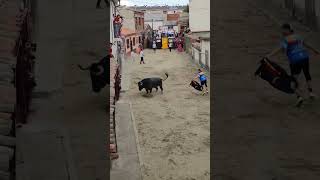 Espectacular Salida Imponente Toro Bravo