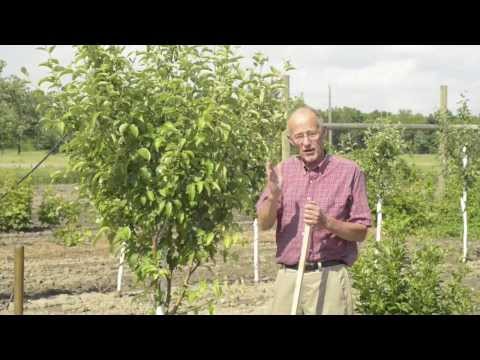 Video: Het ek meer as een appelboom nodig - inligting oor selfbestuiwende appels