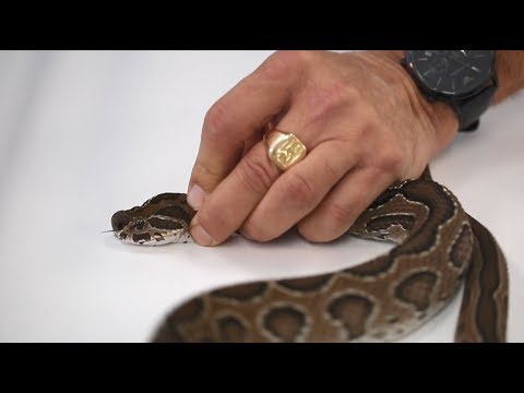Vidéo: Devez-vous tuer un serpent à sonnette dans votre jardin ?