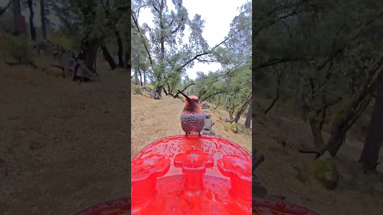 These smart bird feeders are definitely some of my favorite additions to our new home!