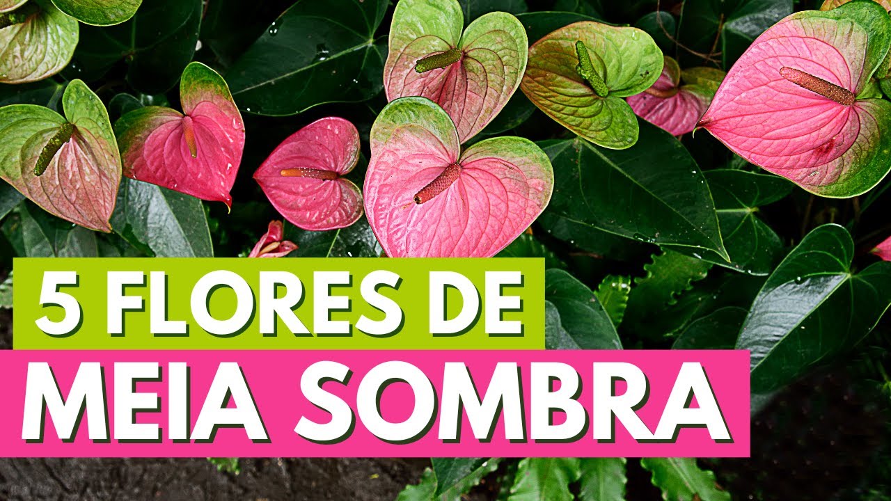 5 FLORES DE MEIA SOMBRA PARA SE CULTIVAR DENTRO DE CASA! CANAL MEU ...
