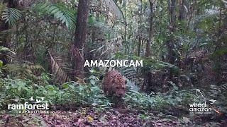 Take a look of the Hidden Wildlife of Tambopata | AmazonCam Amazoncam Tambopata Project