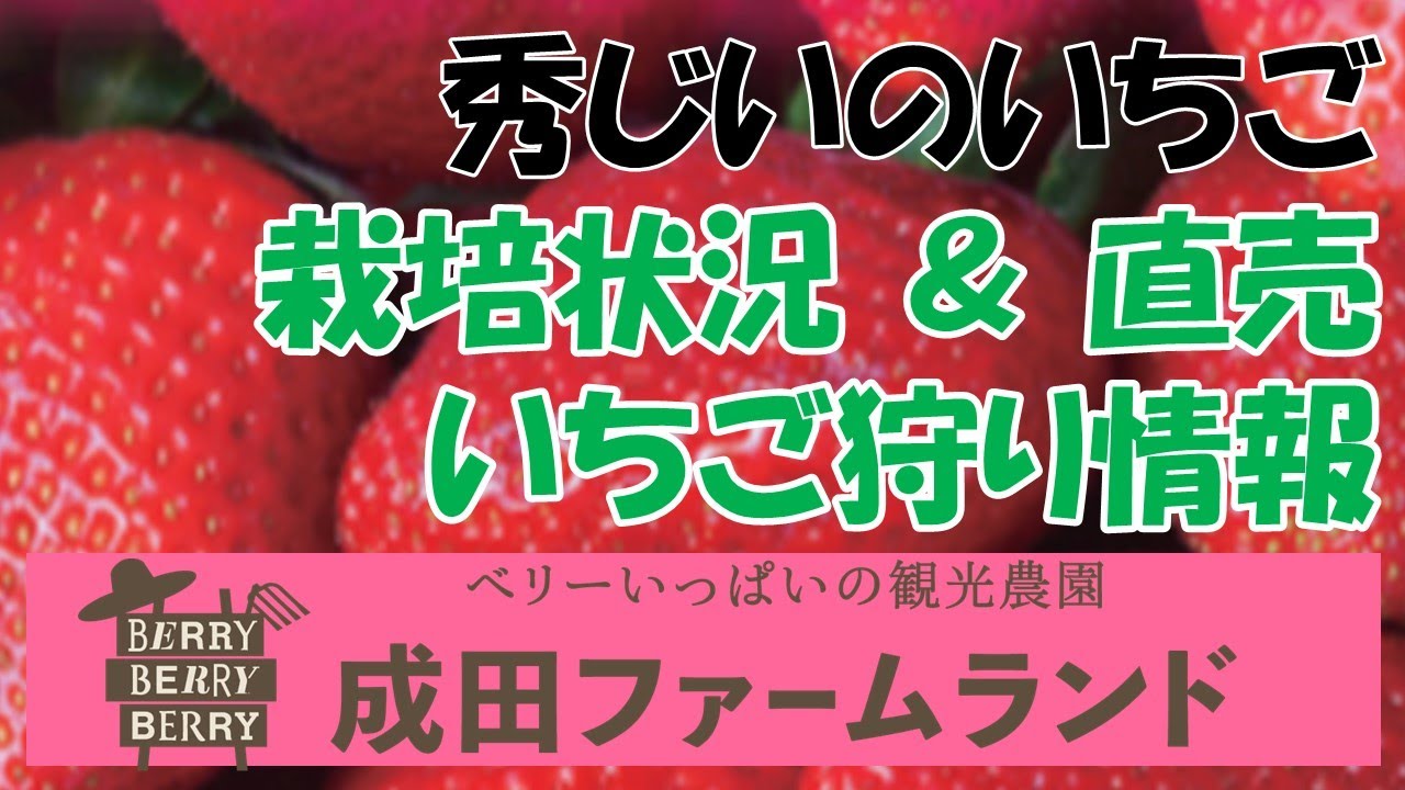 お知らせ「「秀じいのいちご」の販売が開始となりました！」| 成田