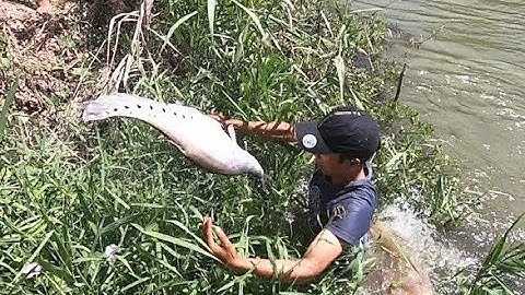 CÂU CÁ THÁC LÁC CƯỜM KHỦNG VÀ CHIA SẼ MỒI CÂU CÁ THÁC LÁC CƯỜM KHỔNG LỒ SIÊU NHẠY