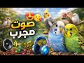 تحفيز طيور البادجي اجمل تغريدات طيور الزينة 