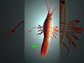 Did You Know a Shrimp’s Heart Is in Its Head? 🍤❤️ #shorts