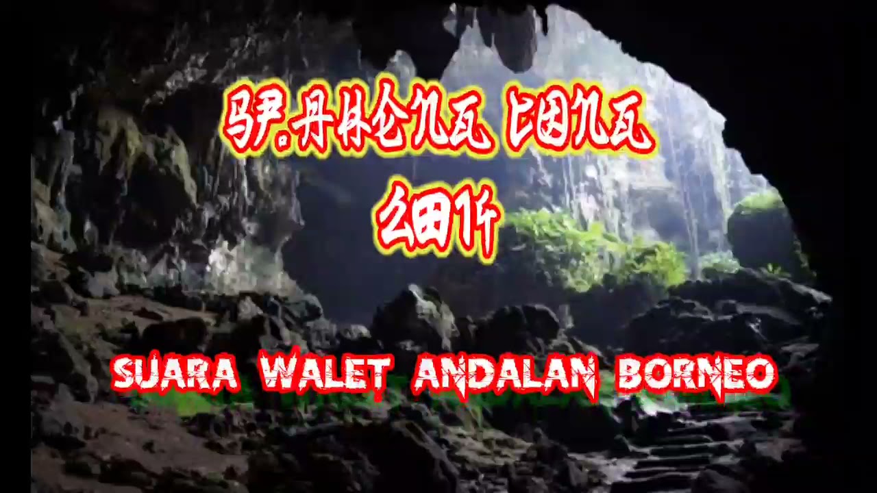 SP.AHENG CONG 2014 || SUARA LAWAS || SUARA PANGGIL  ANDALAN BORNEO #walet #waletkalimantan #spwalet
