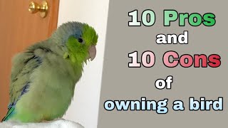 10 Pros and Cons of Owning a Parrot/Parrotlet  Things to Know About Owning a Bird