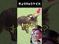 【恐竜クイズ 子供向け】トリケラトプスのツノは何本？ #shorts #クイズ #子供向け #恐竜