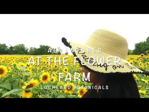 Blooming Adventures: Exploring Sunflower Fields and Flower Farms for Picking