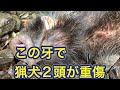 【閲覧注意】2頭の猟犬が凶暴なイノシシに激しくやられ、病院へ緊急搬送される事故
