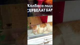 КОЛБАСА-ПОЛУКОПЧЕНАЯ🤣🤣🤣🤣 #topmemes #cat #top10 #spongebobmemes #funny #кот #memes #pets #funny