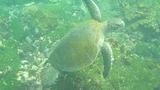 Galapagos Islands Animals on Ocean and Land