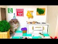 🐹AWESOME HAMSTER MAZE  😱[Obstacle Course]😱 -My hamster exploring his new HOUSE