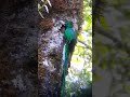 Quetzal Macho haciendo alimentación para su polluelos en el mirador de quetzales.