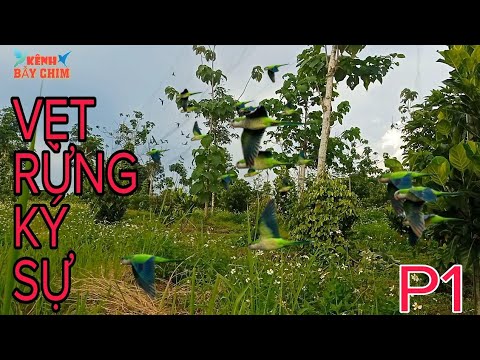 Video Vẹt Rừng Ký Sự P1 | Bẫy Chim Vẹt Non Đầu Mùa - youtube
