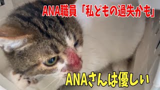 【多頭崩壊62レスキュー】先発27匹を空輸し動画病院へ【後編】