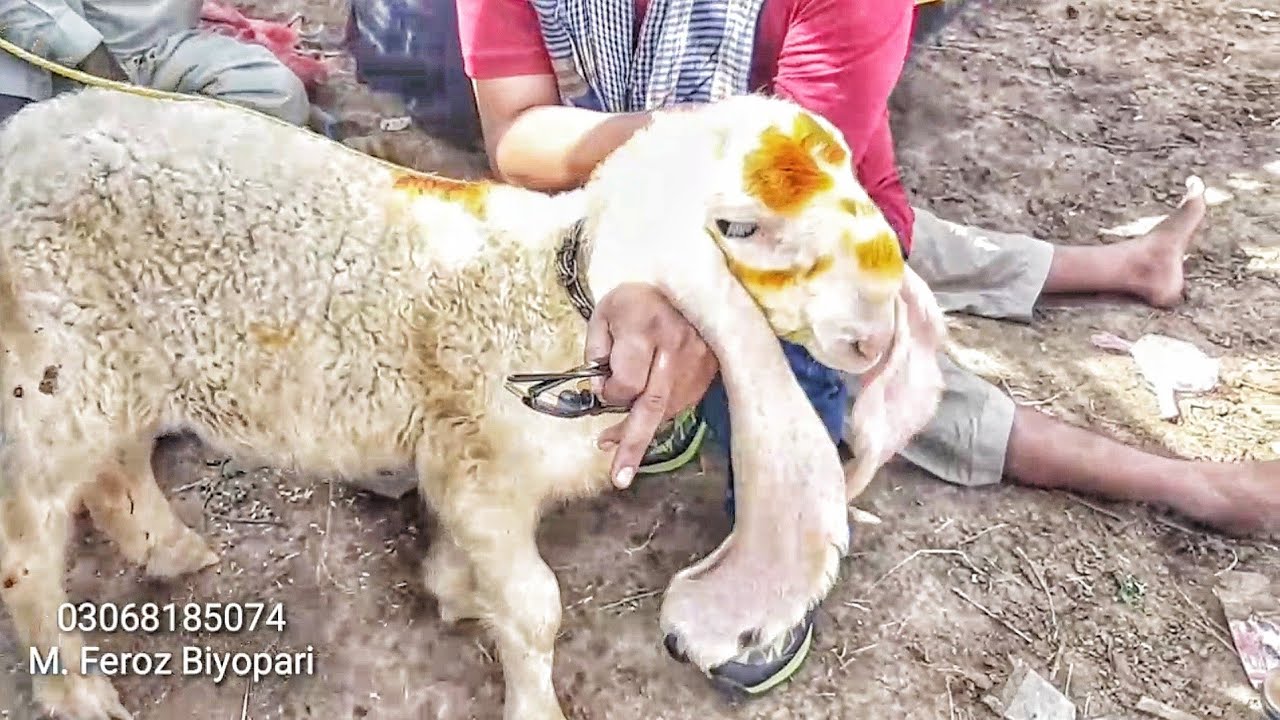 Sargodha Kajla Bhalwal Mandi Visit - HO KYA RAHA HA MANDIYO MEN? dairy farm jobs