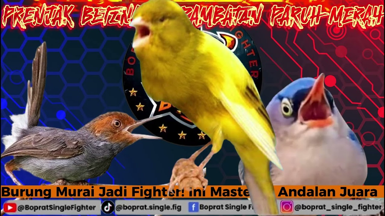 🦜 Masteran Burung Prenjak Betina \u0026 Rambatan Paruh Merah – Suara Pikat \u0026 Pancing Gacor! 🎶