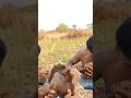 #foodnerd#food#cooking #historicalcuisine#satisfying #mukbang#eating#streetfood#reels#youtubeshorts