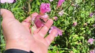 Élőben látni hogy ez a ligetszépe milyen pusztítást végez a szenderek között durva