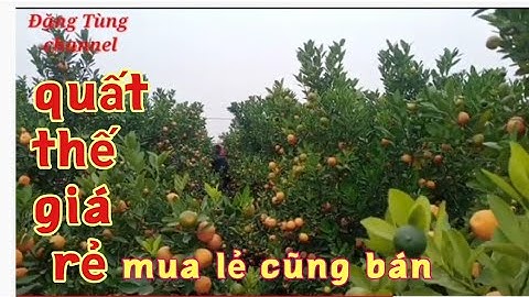 cần bán vườn quất thế giá rẻ quất tết 2022 ai mua chọn cũng bán