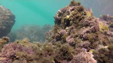 GoPro Hero 5 Session underwater footage. Salt water, 1-3m.