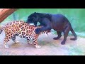 How black panthers are born - epic wild animal battles
