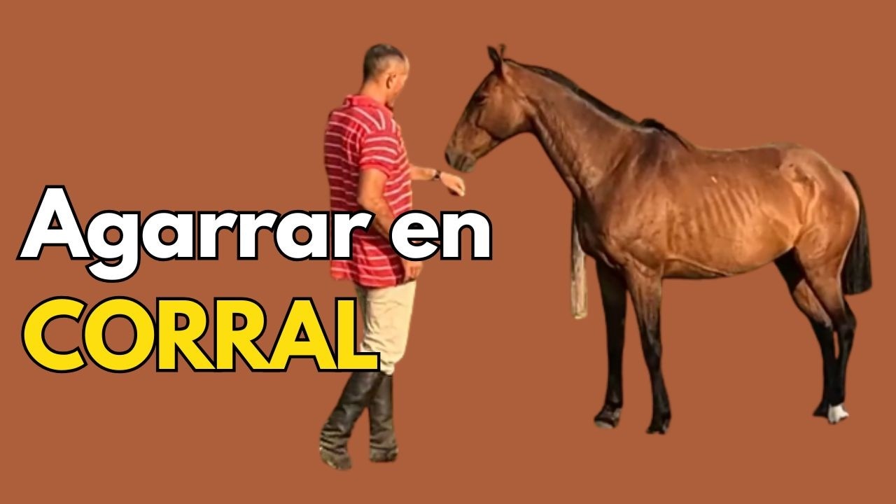 Caballo con miedo en el corral técnica para acercarse sin forzarlo