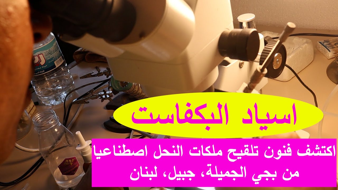 اكتشف فنون تلقيح ملكات النحل اصطناعيا