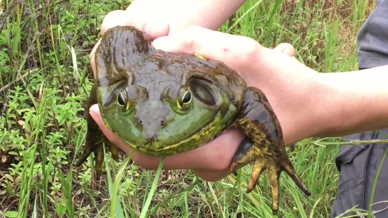 Bullfrog Catch n Cook YouTube