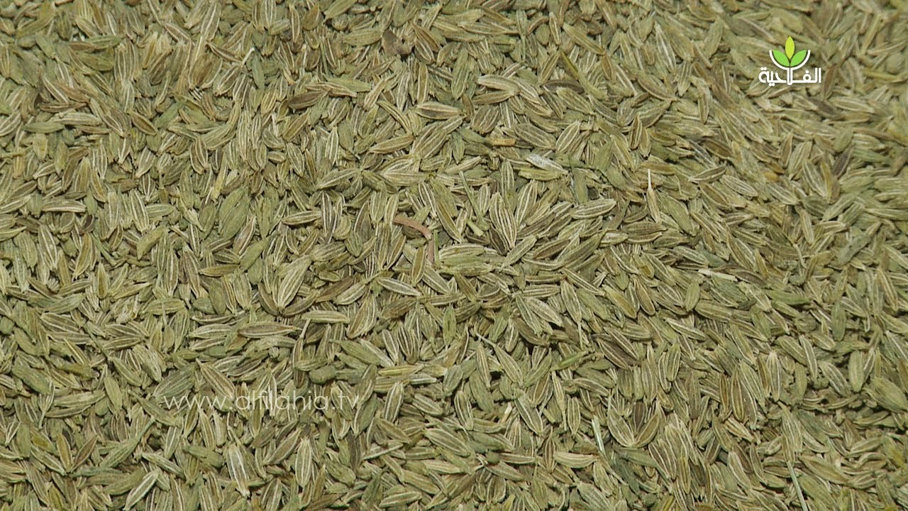 واقع انتاج الكامون البلدي باقليم فيجيج ببوعرفة وتحديات نساء التعاونيات العاملة في هذه السلسلة