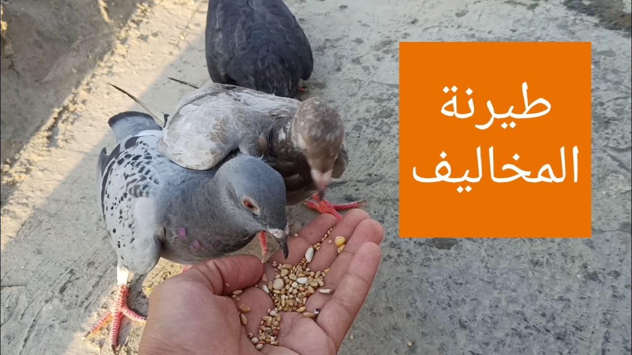 شباب اليوم طيرنة المخاليف 👍.