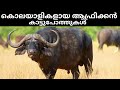 Facts About Killer African Buffalos | Africa Malayalam Travel Vlog |