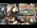 paser ikan paling jitu, hasilnya sangat memuaskan